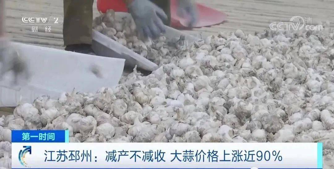 邳州大蒜今日行情更新，新鮮市場動態(tài)解析