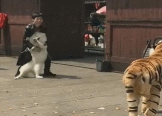 比格犬價(jià)格揭秘，一場(chǎng)友情的溫馨旅程開(kāi)啟愛(ài)與忠誠(chéng)的旅程