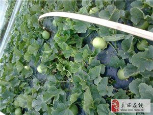 靜電噴涂及電泳漆加工 第112頁