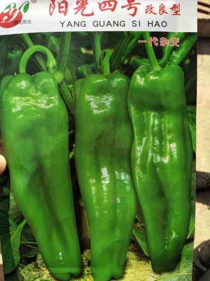 青椒價(jià)格最新行情，機(jī)遇與挑戰(zhàn)中的自我超越勵(lì)志之旅