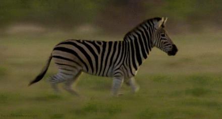 動物世界最新資訊速遞