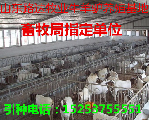 羊苗最新價格及溫情小故事，友情與羊苗的牽絆